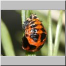 Marienkaeferpuppe - Harmonia axyridis 4a.jpg